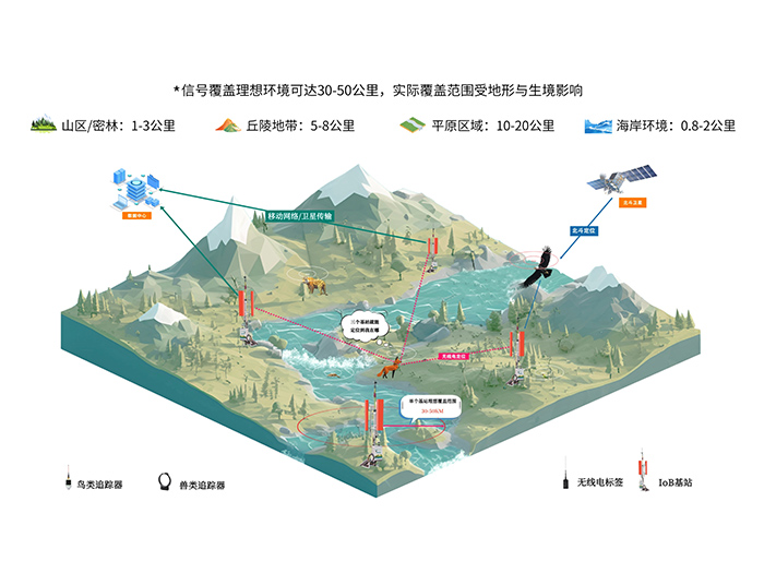 环球信士IoB网络化监测系统：让鸟类迁徙不再神秘