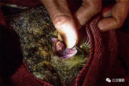 国产福利一区二区三区在线视频-538任你爽精品视频国产-亚洲精品国产乱码不卡-色噜噜国产99性色内射-做A爰片久久毛片A片的价格,湖南野生动物追踪,湖南卫星追踪器,湖南追踪器