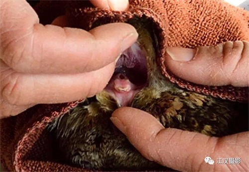 国产福利一区二区三区在线视频-538任你爽精品视频国产-亚洲精品国产乱码不卡-色噜噜国产99性色内射-做A爰片久久毛片A片的价格,湖南野生动物追踪,湖南卫星追踪器,湖南追踪器