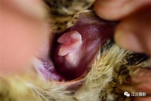 国产福利一区二区三区在线视频-538任你爽精品视频国产-亚洲精品国产乱码不卡-色噜噜国产99性色内射-做A爰片久久毛片A片的价格,湖南野生动物追踪,湖南卫星追踪器,湖南追踪器