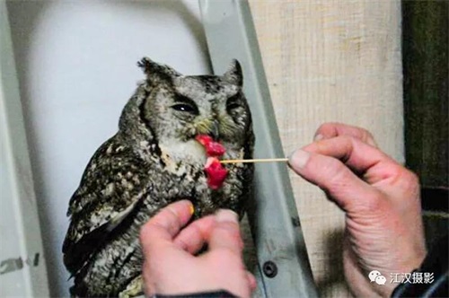 国产福利一区二区三区在线视频-538任你爽精品视频国产-亚洲精品国产乱码不卡-色噜噜国产99性色内射-做A爰片久久毛片A片的价格,湖南野生动物追踪,湖南卫星追踪器,湖南追踪器