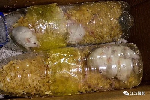 国产福利一区二区三区在线视频-538任你爽精品视频国产-亚洲精品国产乱码不卡-色噜噜国产99性色内射-做A爰片久久毛片A片的价格,湖南野生动物追踪,湖南卫星追踪器,湖南追踪器