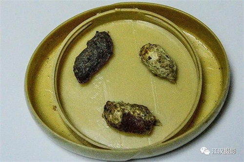 国产福利一区二区三区在线视频-538任你爽精品视频国产-亚洲精品国产乱码不卡-色噜噜国产99性色内射-做A爰片久久毛片A片的价格,湖南野生动物追踪,湖南卫星追踪器,湖南追踪器