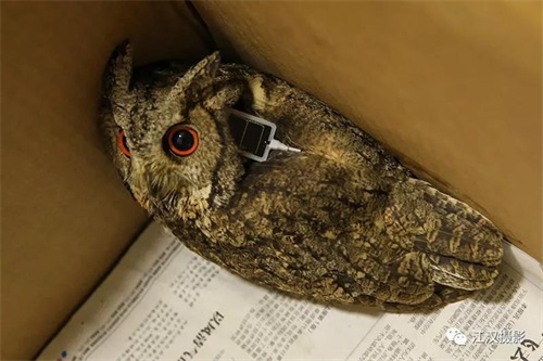 国产福利一区二区三区在线视频-538任你爽精品视频国产-亚洲精品国产乱码不卡-色噜噜国产99性色内射-做A爰片久久毛片A片的价格,湖南野生动物追踪,湖南卫星追踪器,湖南追踪器