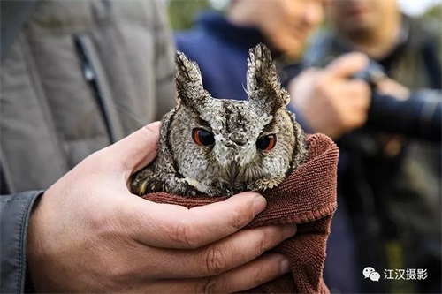 国产福利一区二区三区在线视频-538任你爽精品视频国产-亚洲精品国产乱码不卡-色噜噜国产99性色内射-做A爰片久久毛片A片的价格,湖南野生动物追踪,湖南卫星追踪器,湖南追踪器