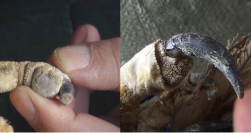 国产福利一区二区三区在线视频-538任你爽精品视频国产-亚洲精品国产乱码不卡-色噜噜国产99性色内射-做A爰片久久毛片A片的价格,湖南野生动物追踪,湖南卫星追踪器,湖南追踪器