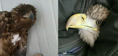 国产福利一区二区三区在线视频-538任你爽精品视频国产-亚洲精品国产乱码不卡-色噜噜国产99性色内射-做A爰片久久毛片A片的价格,湖南野生动物追踪,湖南卫星追踪器,湖南追踪器