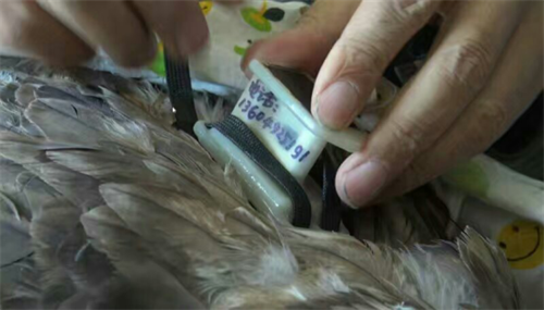 国产福利一区二区三区在线视频-538任你爽精品视频国产-亚洲精品国产乱码不卡-色噜噜国产99性色内射-做A爰片久久毛片A片的价格,湖南野生动物追踪,湖南卫星追踪器,湖南追踪器