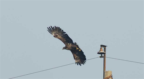 国产福利一区二区三区在线视频-538任你爽精品视频国产-亚洲精品国产乱码不卡-色噜噜国产99性色内射-做A爰片久久毛片A片的价格,湖南野生动物追踪,湖南卫星追踪器,湖南追踪器