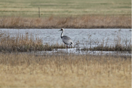 国产福利一区二区三区在线视频-538任你爽精品视频国产-亚洲精品国产乱码不卡-色噜噜国产99性色内射-做A爰片久久毛片A片的价格,湖南野生动物追踪,湖南卫星追踪器,湖南追踪器