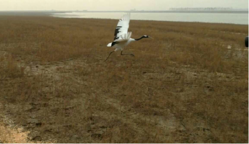 国产福利一区二区三区在线视频-538任你爽精品视频国产-亚洲精品国产乱码不卡-色噜噜国产99性色内射-做A爰片久久毛片A片的价格,湖南野生动物追踪,湖南卫星追踪器,湖南追踪器