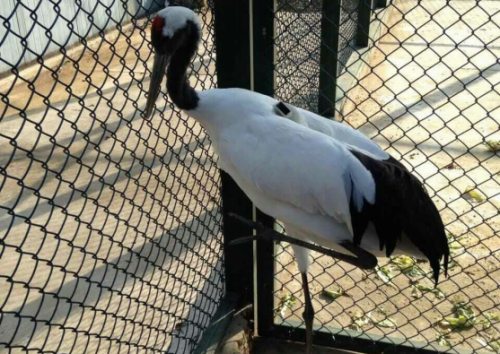 国产福利一区二区三区在线视频-538任你爽精品视频国产-亚洲精品国产乱码不卡-色噜噜国产99性色内射-做A爰片久久毛片A片的价格,湖南野生动物追踪,湖南卫星追踪器,湖南追踪器