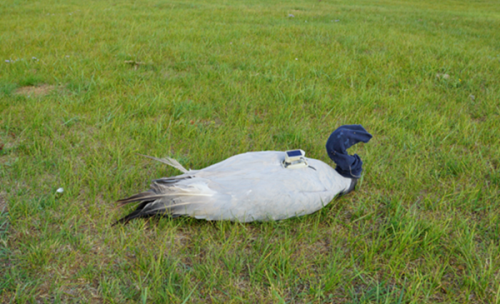 国产福利一区二区三区在线视频-538任你爽精品视频国产-亚洲精品国产乱码不卡-色噜噜国产99性色内射-做A爰片久久毛片A片的价格,湖南野生动物追踪,湖南卫星追踪器,湖南追踪器