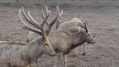 国产福利一区二区三区在线视频-538任你爽精品视频国产-亚洲精品国产乱码不卡-色噜噜国产99性色内射-做A爰片久久毛片A片的价格,湖南野生动物追踪,湖南卫星追踪器,湖南追踪器 国产福利一区二区三区在线视频-538任你爽精品视频国产-亚洲精品国产乱码不卡-色噜噜国产99性色内射-做A爰片久久毛片A片的价格,湖南野生动物追踪,湖南卫星追踪器,湖南追踪器