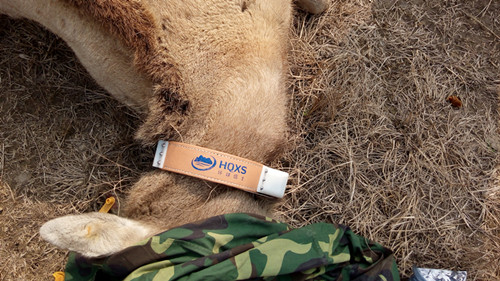 国产福利一区二区三区在线视频-538任你爽精品视频国产-亚洲精品国产乱码不卡-色噜噜国产99性色内射-做A爰片久久毛片A片的价格,湖南野生动物追踪,湖南卫星追踪器,湖南追踪器 国产福利一区二区三区在线视频-538任你爽精品视频国产-亚洲精品国产乱码不卡-色噜噜国产99性色内射-做A爰片久久毛片A片的价格,湖南野生动物追踪,湖南卫星追踪器,湖南追踪器