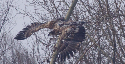 国产福利一区二区三区在线视频-538任你爽精品视频国产-亚洲精品国产乱码不卡-色噜噜国产99性色内射-做A爰片久久毛片A片的价格,湖南野生动物追踪,湖南卫星追踪器,湖南追踪器
