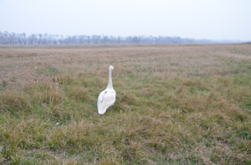 国产福利一区二区三区在线视频-538任你爽精品视频国产-亚洲精品国产乱码不卡-色噜噜国产99性色内射-做A爰片久久毛片A片的价格,湖南野生动物追踪,湖南卫星追踪器,湖南追踪器