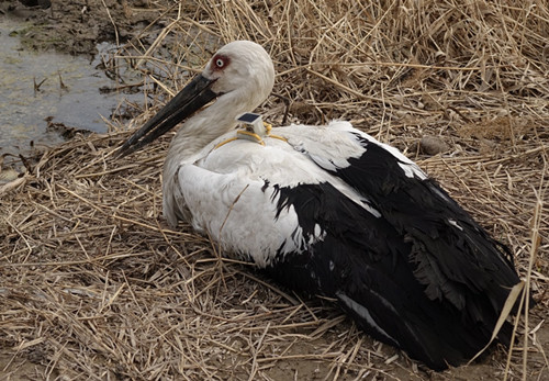 国产福利一区二区三区在线视频-538任你爽精品视频国产-亚洲精品国产乱码不卡-色噜噜国产99性色内射-做A爰片久久毛片A片的价格,湖南野生动物追踪,湖南卫星追踪器,湖南追踪器 国产福利一区二区三区在线视频-538任你爽精品视频国产-亚洲精品国产乱码不卡-色噜噜国产99性色内射-做A爰片久久毛片A片的价格,湖南野生动物追踪,湖南卫星追踪器,湖南追踪器