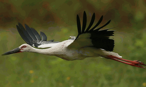 国产福利一区二区三区在线视频-538任你爽精品视频国产-亚洲精品国产乱码不卡-色噜噜国产99性色内射-做A爰片久久毛片A片的价格,湖南野生动物追踪,湖南卫星追踪器,湖南追踪器 国产福利一区二区三区在线视频-538任你爽精品视频国产-亚洲精品国产乱码不卡-色噜噜国产99性色内射-做A爰片久久毛片A片的价格,湖南野生动物追踪,湖南卫星追踪器,湖南追踪器