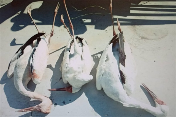 国产福利一区二区三区在线视频-538任你爽精品视频国产-亚洲精品国产乱码不卡-色噜噜国产99性色内射-做A爰片久久毛片A片的价格,湖南野生动物追踪,湖南卫星追踪器,湖南追踪器