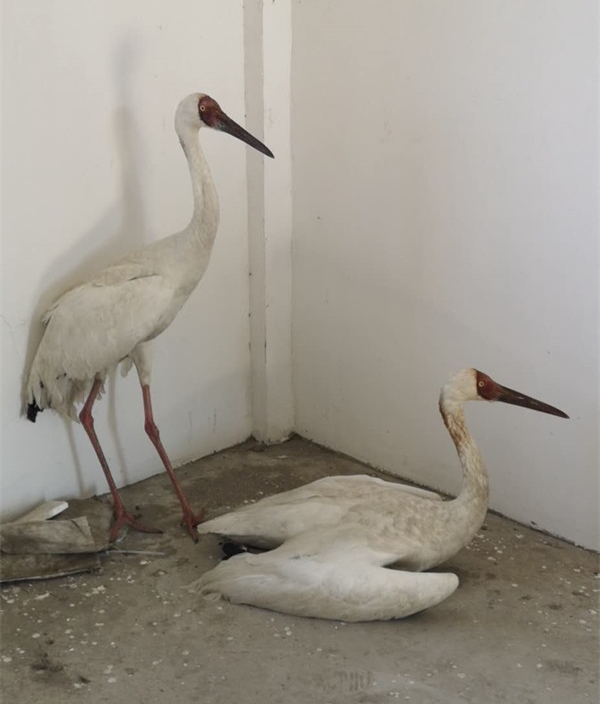 国产福利一区二区三区在线视频-538任你爽精品视频国产-亚洲精品国产乱码不卡-色噜噜国产99性色内射-做A爰片久久毛片A片的价格,湖南野生动物追踪,湖南卫星追踪器,湖南追踪器