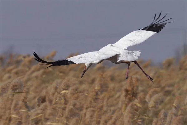 国产福利一区二区三区在线视频-538任你爽精品视频国产-亚洲精品国产乱码不卡-色噜噜国产99性色内射-做A爰片久久毛片A片的价格,湖南野生动物追踪,湖南卫星追踪器,湖南追踪器