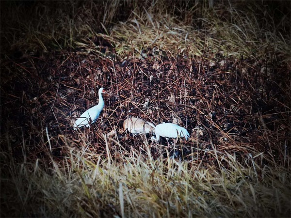 国产福利一区二区三区在线视频-538任你爽精品视频国产-亚洲精品国产乱码不卡-色噜噜国产99性色内射-做A爰片久久毛片A片的价格,湖南野生动物追踪,湖南卫星追踪器,湖南追踪器