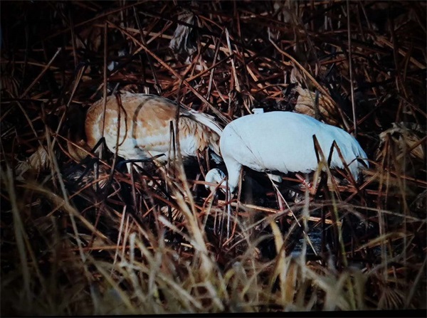 国产福利一区二区三区在线视频-538任你爽精品视频国产-亚洲精品国产乱码不卡-色噜噜国产99性色内射-做A爰片久久毛片A片的价格,湖南野生动物追踪,湖南卫星追踪器,湖南追踪器