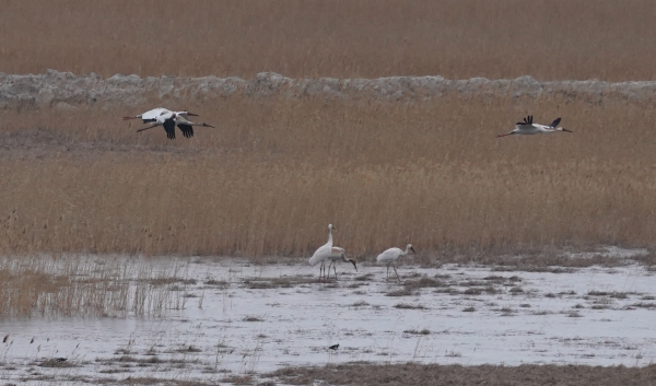 国产福利一区二区三区在线视频-538任你爽精品视频国产-亚洲精品国产乱码不卡-色噜噜国产99性色内射-做A爰片久久毛片A片的价格,湖南野生动物追踪,湖南卫星追踪器,湖南追踪器