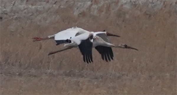 国产福利一区二区三区在线视频-538任你爽精品视频国产-亚洲精品国产乱码不卡-色噜噜国产99性色内射-做A爰片久久毛片A片的价格,湖南野生动物追踪,湖南卫星追踪器,湖南追踪器