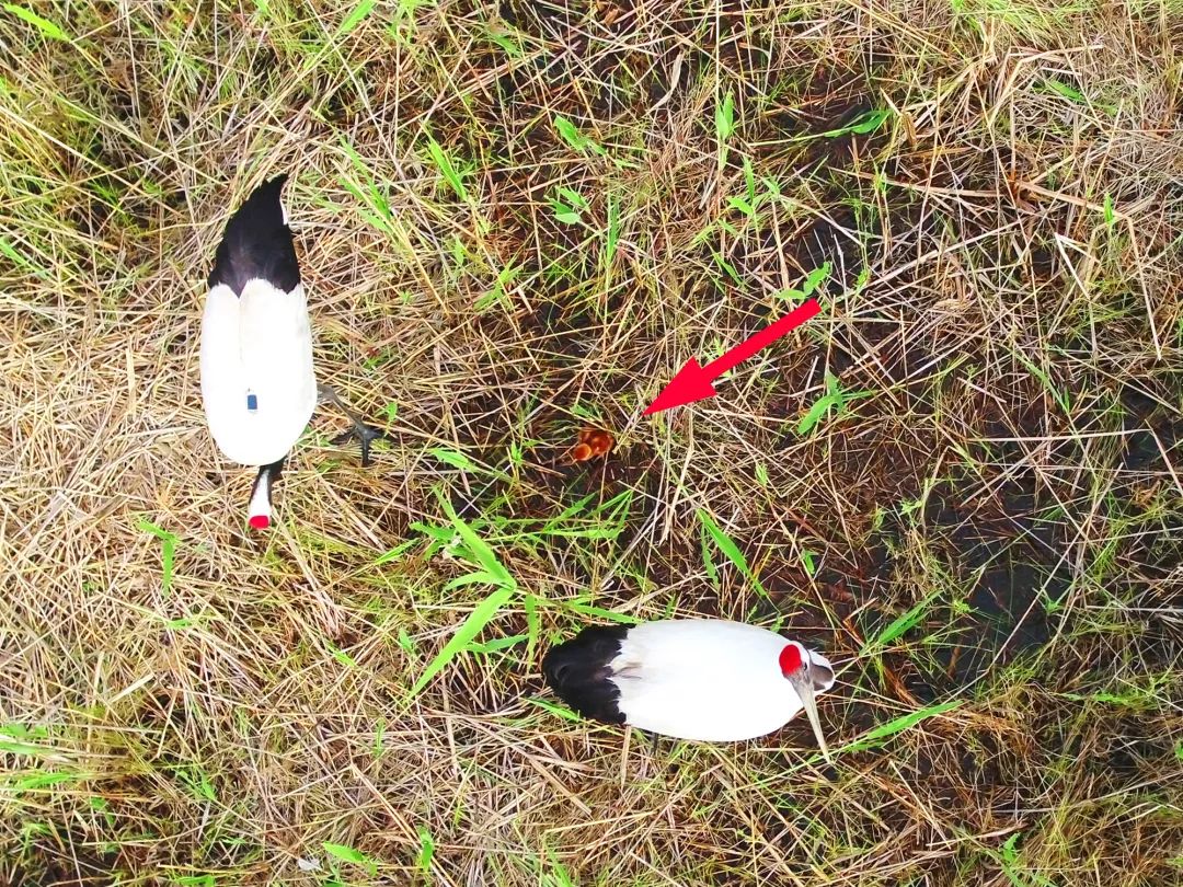 国产福利一区二区三区在线视频-538任你爽精品视频国产-亚洲精品国产乱码不卡-色噜噜国产99性色内射-做A爰片久久毛片A片的价格,湖南野生动物追踪,湖南卫星追踪器,湖南追踪器