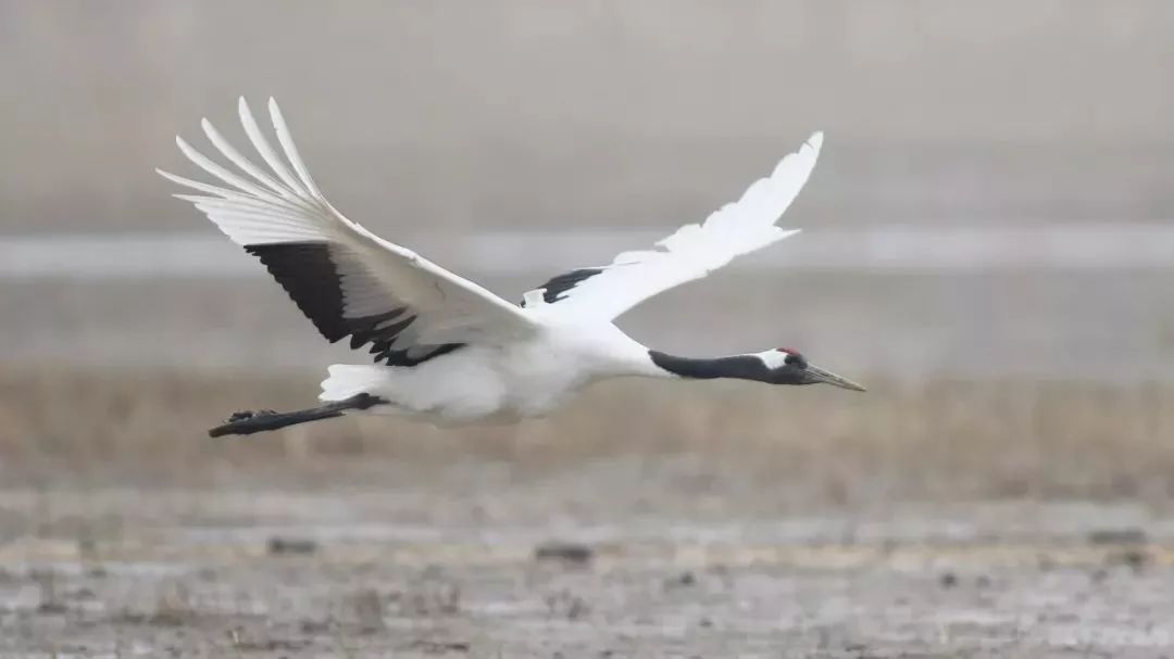 国产福利一区二区三区在线视频-538任你爽精品视频国产-亚洲精品国产乱码不卡-色噜噜国产99性色内射-做A爰片久久毛片A片的价格,湖南野生动物追踪,湖南卫星追踪器,湖南追踪器