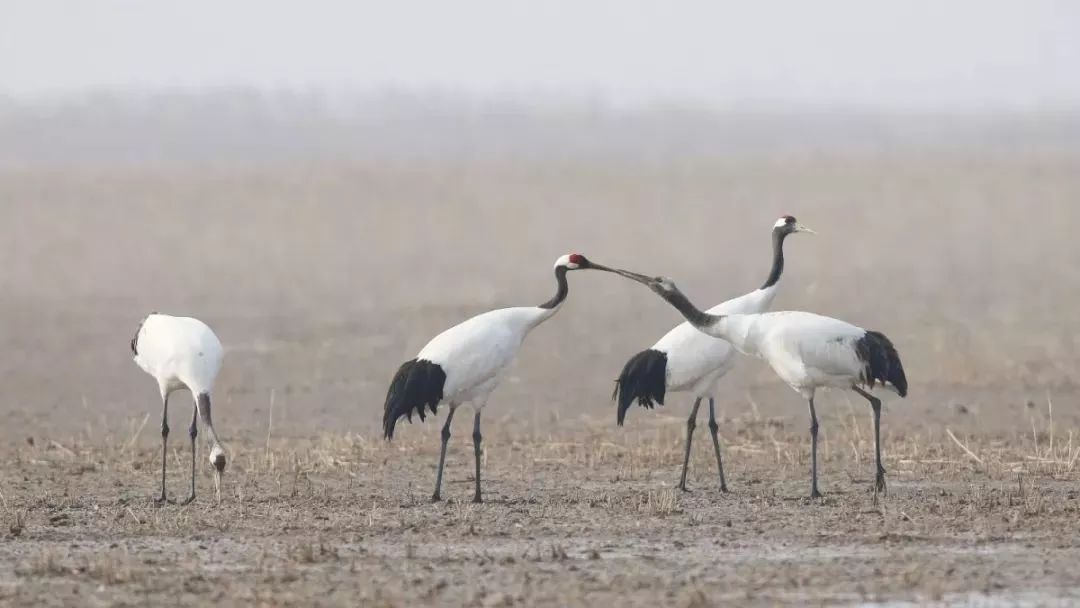 国产福利一区二区三区在线视频-538任你爽精品视频国产-亚洲精品国产乱码不卡-色噜噜国产99性色内射-做A爰片久久毛片A片的价格,湖南野生动物追踪,湖南卫星追踪器,湖南追踪器