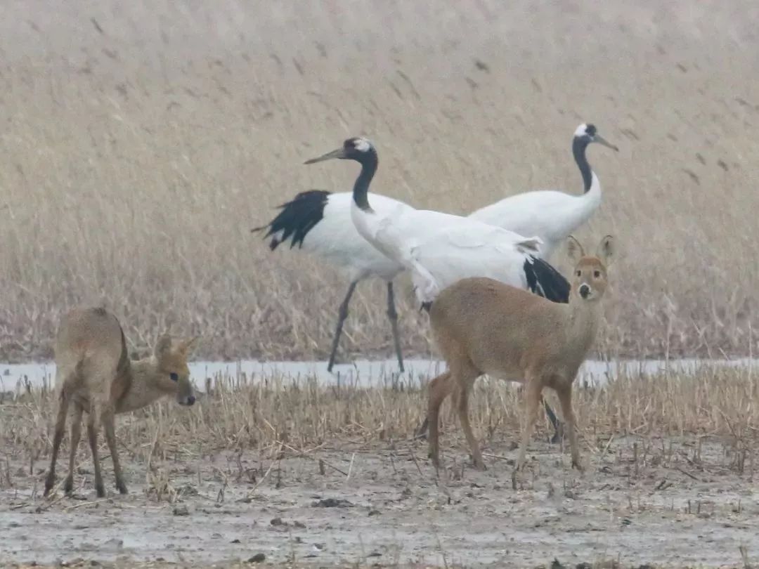 国产福利一区二区三区在线视频-538任你爽精品视频国产-亚洲精品国产乱码不卡-色噜噜国产99性色内射-做A爰片久久毛片A片的价格,湖南野生动物追踪,湖南卫星追踪器,湖南追踪器