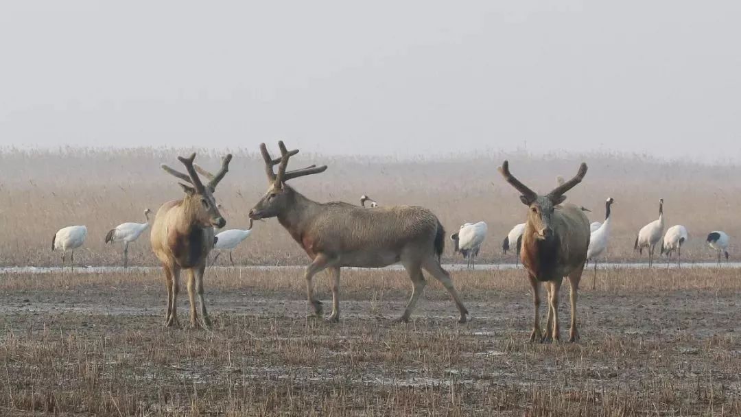 国产福利一区二区三区在线视频-538任你爽精品视频国产-亚洲精品国产乱码不卡-色噜噜国产99性色内射-做A爰片久久毛片A片的价格,湖南野生动物追踪,湖南卫星追踪器,湖南追踪器