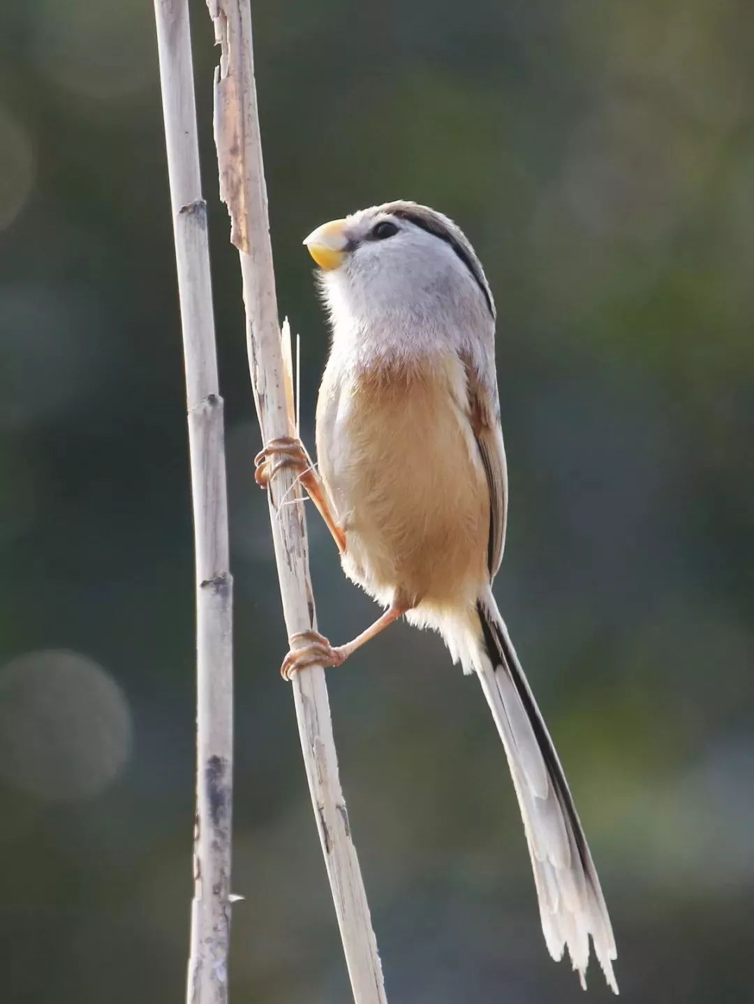 国产福利一区二区三区在线视频-538任你爽精品视频国产-亚洲精品国产乱码不卡-色噜噜国产99性色内射-做A爰片久久毛片A片的价格,湖南野生动物追踪,湖南卫星追踪器,湖南追踪器