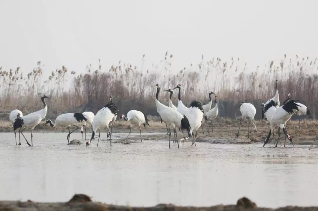 国产福利一区二区三区在线视频-538任你爽精品视频国产-亚洲精品国产乱码不卡-色噜噜国产99性色内射-做A爰片久久毛片A片的价格,湖南野生动物追踪,湖南卫星追踪器,湖南追踪器