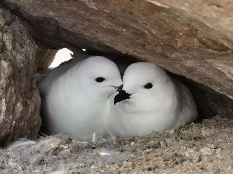 国产福利一区二区三区在线视频-538任你爽精品视频国产-亚洲精品国产乱码不卡-色噜噜国产99性色内射-做A爰片久久毛片A片的价格,湖南野生动物追踪,湖南卫星追踪器,湖南追踪器