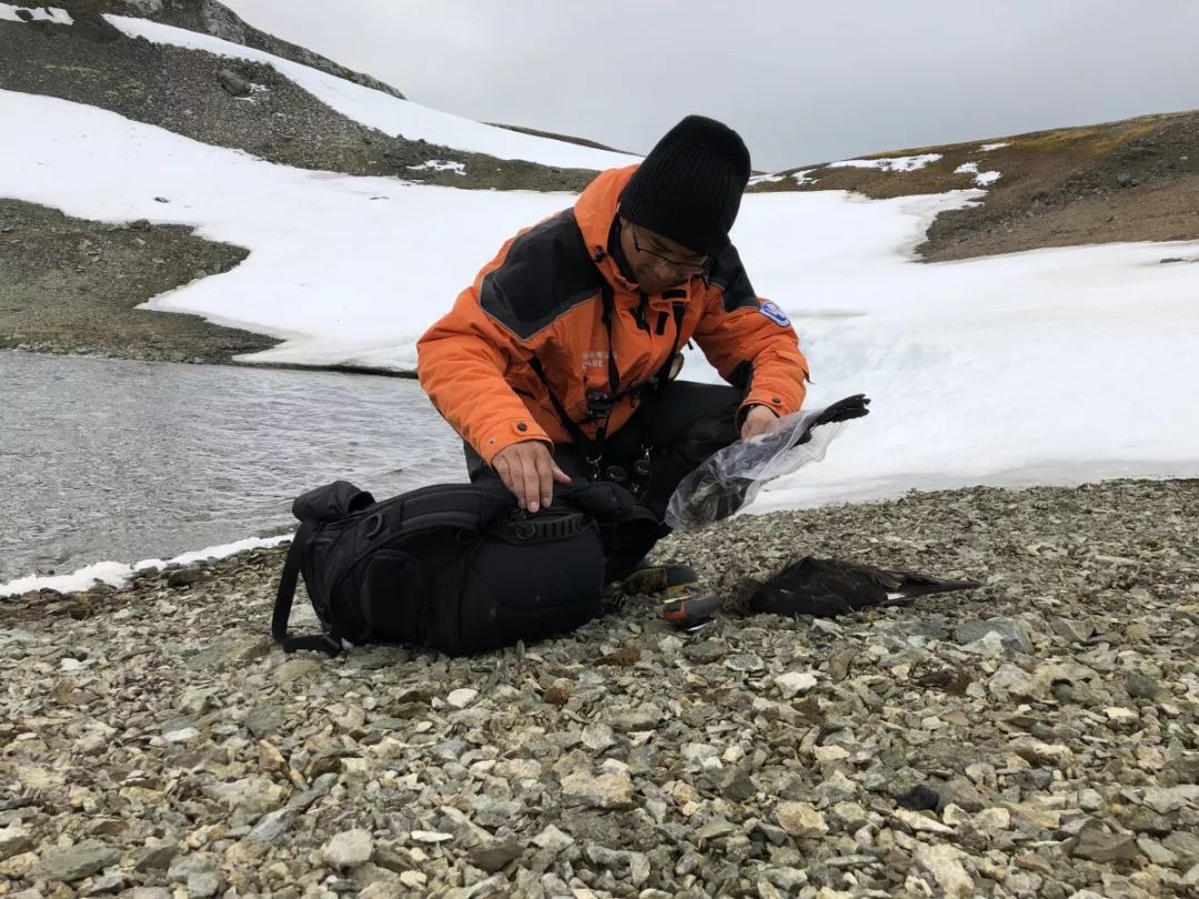 国产福利一区二区三区在线视频-538任你爽精品视频国产-亚洲精品国产乱码不卡-色噜噜国产99性色内射-做A爰片久久毛片A片的价格,湖南野生动物追踪,湖南卫星追踪器,湖南追踪器