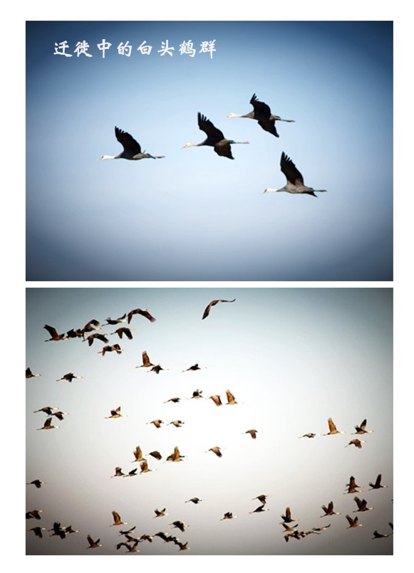 国产福利一区二区三区在线视频-538任你爽精品视频国产-亚洲精品国产乱码不卡-色噜噜国产99性色内射-做A爰片久久毛片A片的价格,湖南野生动物追踪,湖南卫星追踪器,湖南追踪器