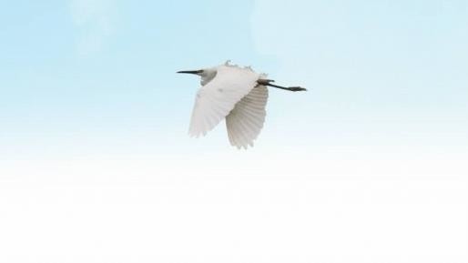 国产福利一区二区三区在线视频-538任你爽精品视频国产-亚洲精品国产乱码不卡-色噜噜国产99性色内射-做A爰片久久毛片A片的价格,湖南野生动物追踪,湖南卫星追踪器,湖南追踪器