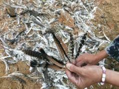 国产福利一区二区三区在线视频-538任你爽精品视频国产-亚洲精品国产乱码不卡-色噜噜国产99性色内射-做A爰片久久毛片A片的价格,湖南野生动物追踪,湖南卫星追踪器,湖南追踪器 国产福利一区二区三区在线视频-538任你爽精品视频国产-亚洲精品国产乱码不卡-色噜噜国产99性色内射-做A爰片久久毛片A片的价格,湖南野生动物追踪,湖南卫星追踪器,湖南追踪器