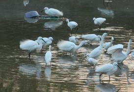 攸县兴林油茶,油茶苗,油茶果,轻基质杯苗,裸根苗,油茶苗价格,油茶苗批发,油茶苗基地 攸县兴林油茶,油茶苗,油茶果,轻基质杯苗,裸根苗,油茶苗价格,油茶苗批发,油茶苗基地