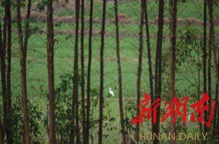 攸县兴林油茶,油茶苗,油茶果,轻基质杯苗,裸根苗,油茶苗价格,油茶苗批发,油茶苗基地 攸县兴林油茶,油茶苗,油茶果,轻基质杯苗,裸根苗,油茶苗价格,油茶苗批发,油茶苗基地