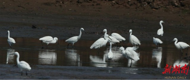 攸县兴林油茶,油茶苗,油茶果,轻基质杯苗,裸根苗,油茶苗价格,油茶苗批发,油茶苗基地 攸县兴林油茶,油茶苗,油茶果,轻基质杯苗,裸根苗,油茶苗价格,油茶苗批发,油茶苗基地