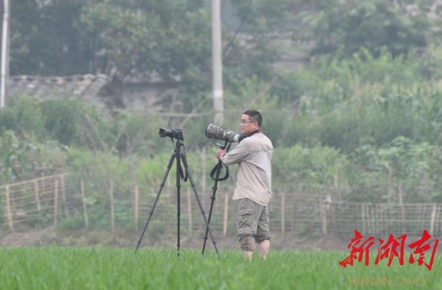 攸县兴林油茶,油茶苗,油茶果,轻基质杯苗,裸根苗,油茶苗价格,油茶苗批发,油茶苗基地 攸县兴林油茶,油茶苗,油茶果,轻基质杯苗,裸根苗,油茶苗价格,油茶苗批发,油茶苗基地