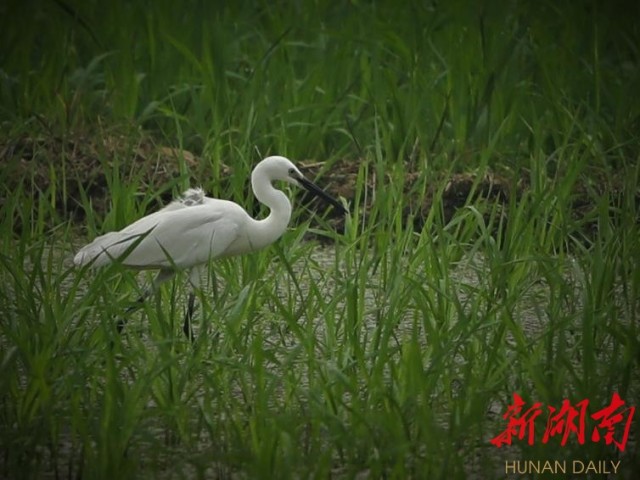 攸县兴林油茶,油茶苗,油茶果,轻基质杯苗,裸根苗,油茶苗价格,油茶苗批发,油茶苗基地 攸县兴林油茶,油茶苗,油茶果,轻基质杯苗,裸根苗,油茶苗价格,油茶苗批发,油茶苗基地