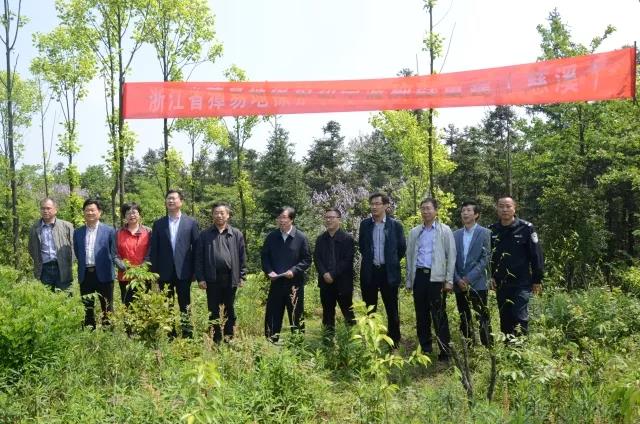 攸县兴林油茶,油茶苗,油茶果,轻基质杯苗,裸根苗,油茶苗价格,油茶苗批发,油茶苗基地