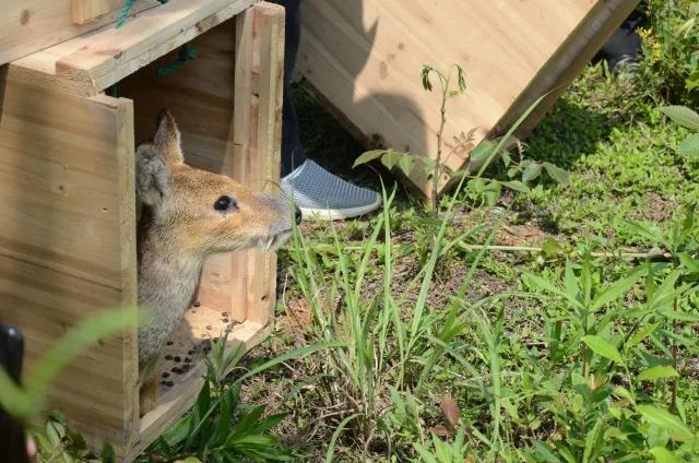 攸县兴林油茶,油茶苗,油茶果,轻基质杯苗,裸根苗,油茶苗价格,油茶苗批发,油茶苗基地
