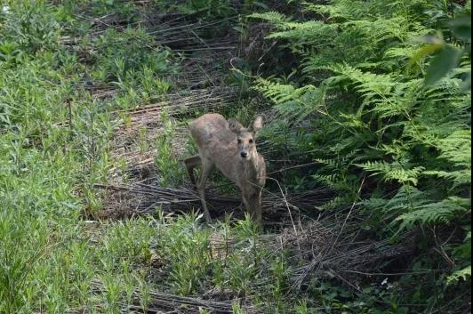 攸县兴林油茶,油茶苗,油茶果,轻基质杯苗,裸根苗,油茶苗价格,油茶苗批发,油茶苗基地
